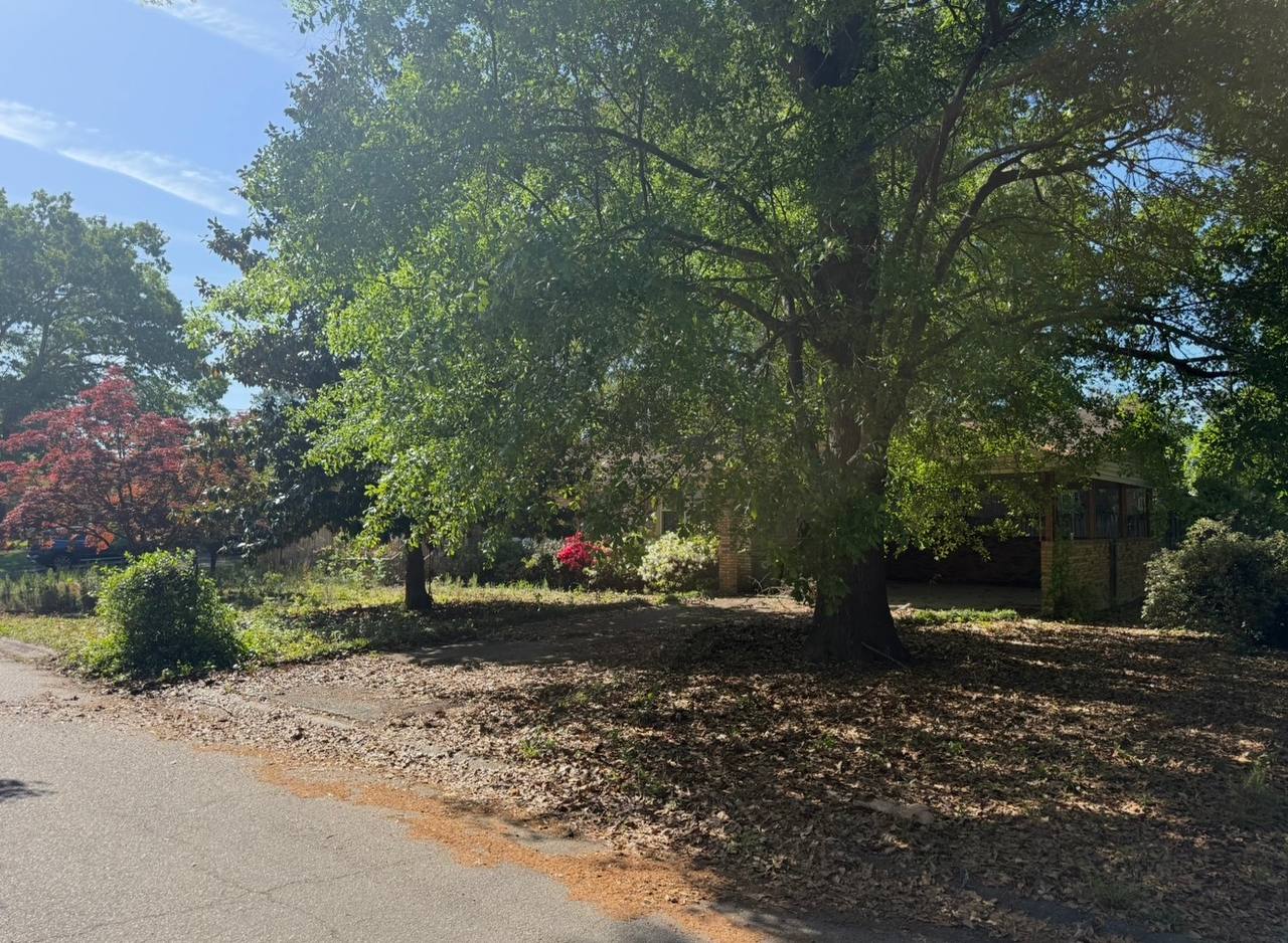 Overgrown yard before clearing